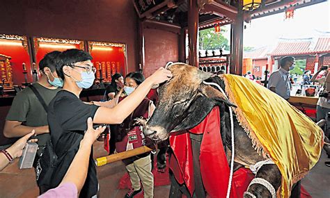 智慧毛是什麼|【智慧毛是什麼】揭開智慧毛的神秘面紗：祭孔大典中的智慧象徵。